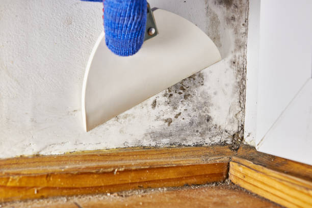Reliable Vail, AZ Mold Removal Solutions