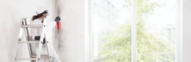 Best Mold Documentation for Insurance Claims  in Vail, AZ