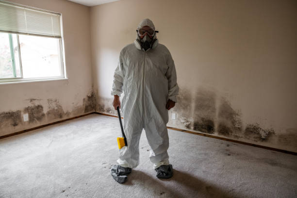 Best Mold Removal for HVAC Installations  in Vail, AZ